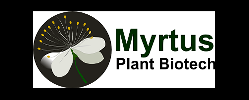 Myrtus