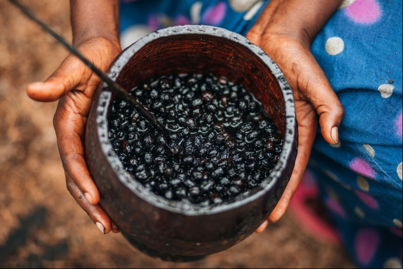 Com apoio do MIT, SENAI/SC pesquisa otimização do açaí